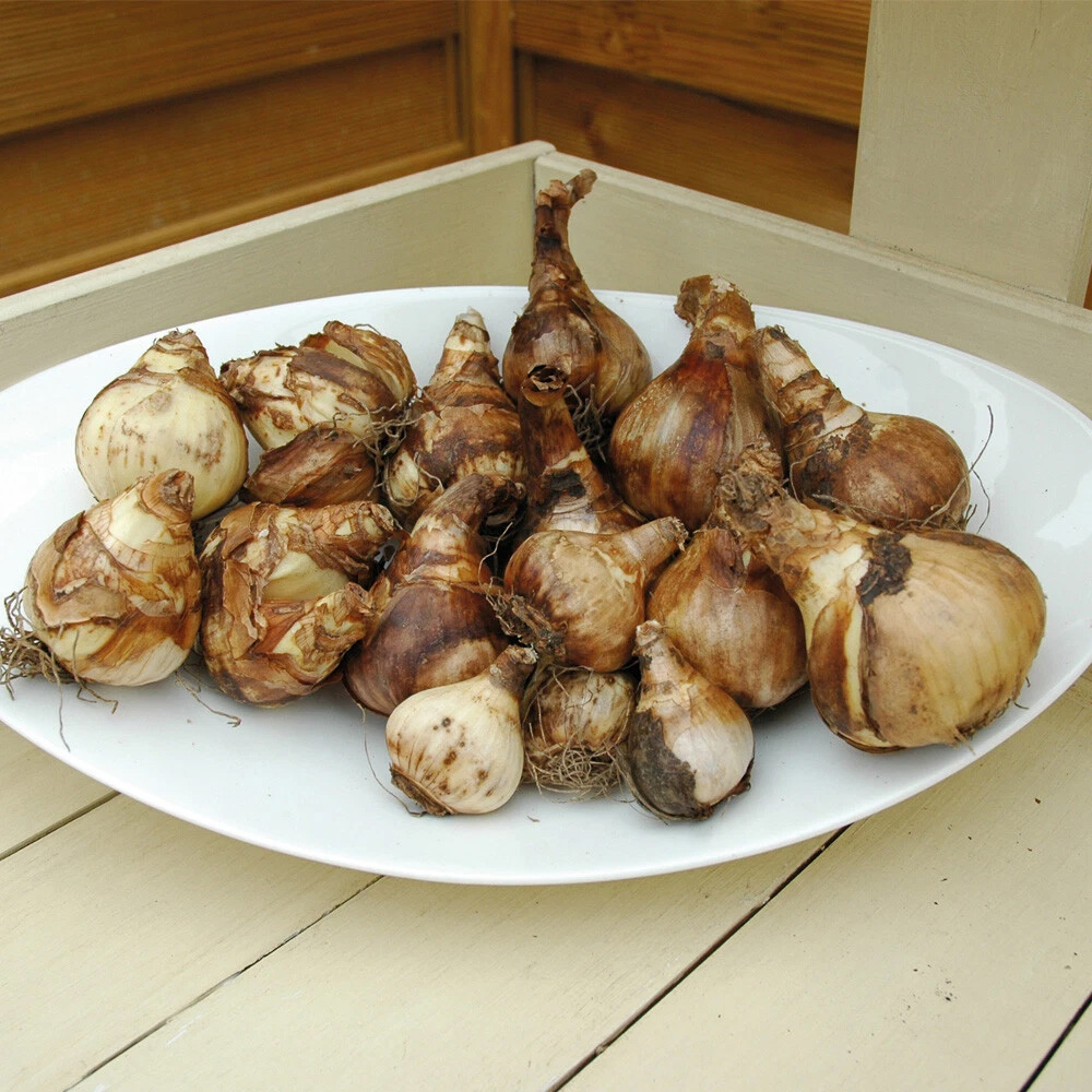 Thompson and Morgan Daffodil Citrus Sorbet Mixed Planting Bulb 20 Pack Image 4