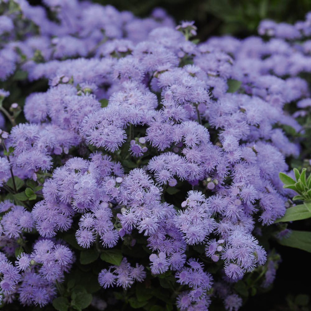 Thompson and Morgan Ageratum Houstonianum Blue Danube Garden Ready Plant 30 Pack Image 1