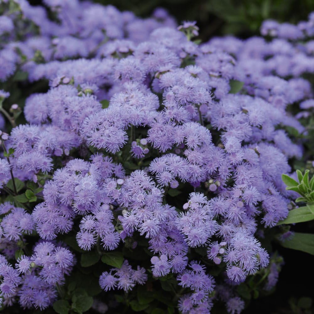 Thompson and Morgan Ageratum Houstonianum Blue Danube Garden Ready Plant 15 Pack Image 1