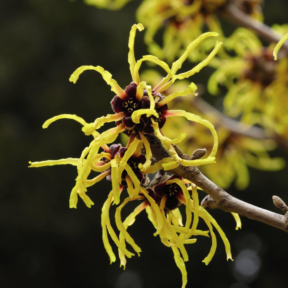 Thompson and Morgan Hamamelis Intermedia Pallida Potted Plant 9cm 2 Pack Image 1
