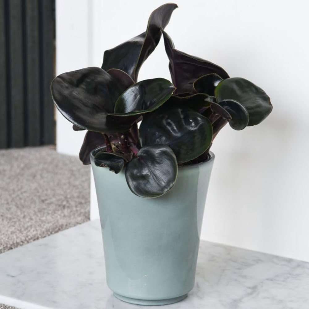 Thompson and Morgan Geogenanthus Ciliatus Midnight Pearl Plant Pot 13cm 2 Pack Image 1