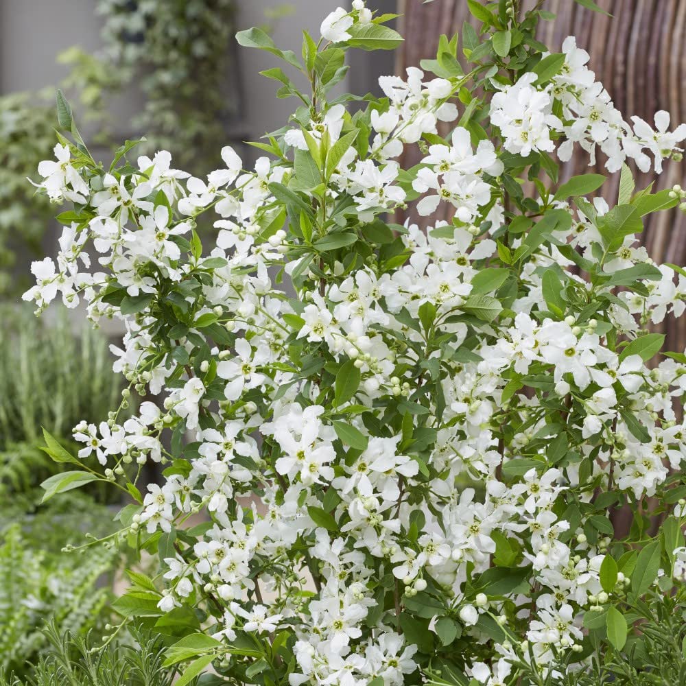 Thompson and Morgan Exophora Blushing Pearl Potted Plant 9cm 3 Pack Image 4