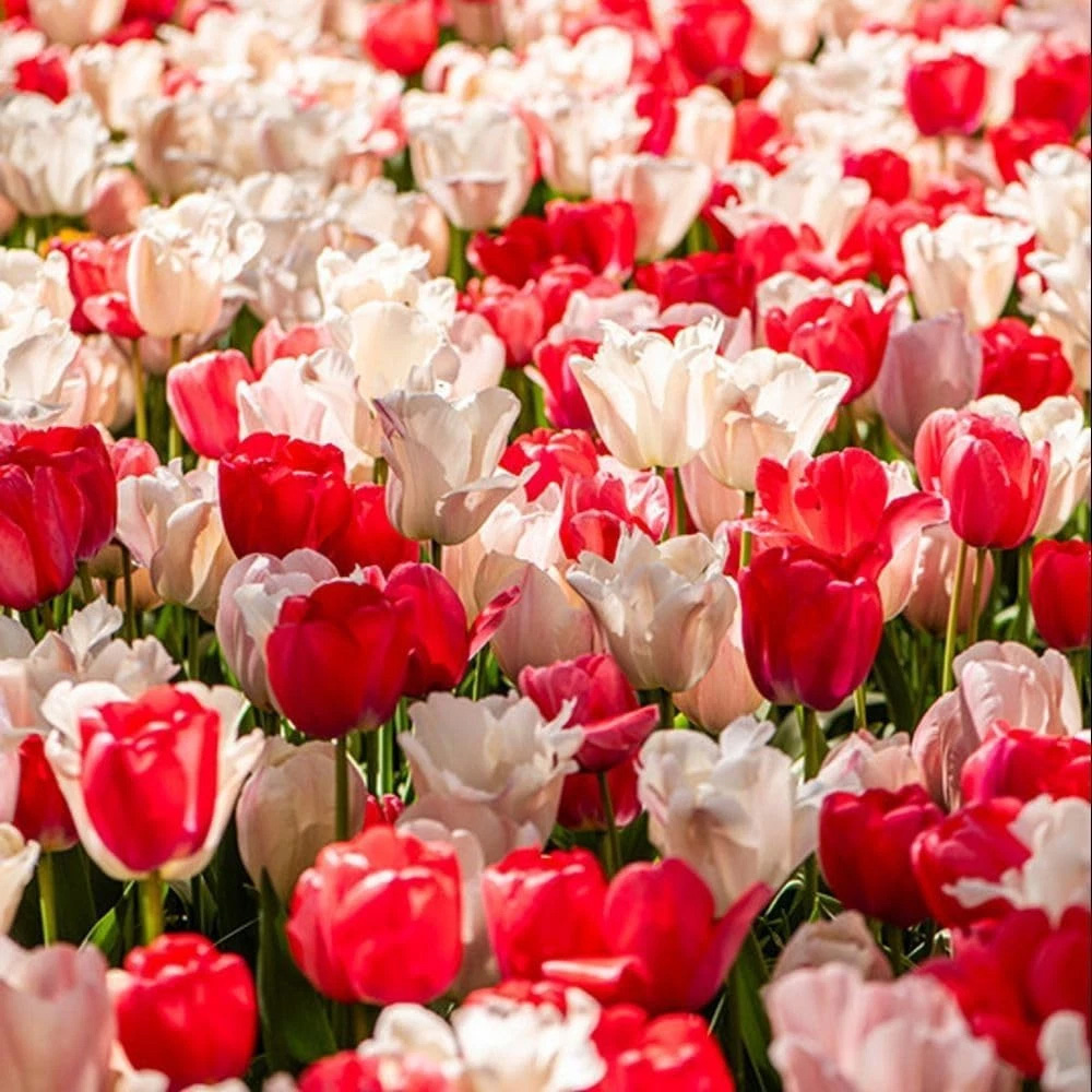 Thompson and Morgan Tulip Strawberries and Cream Collection Planting Bulb 10 Pack Image 4