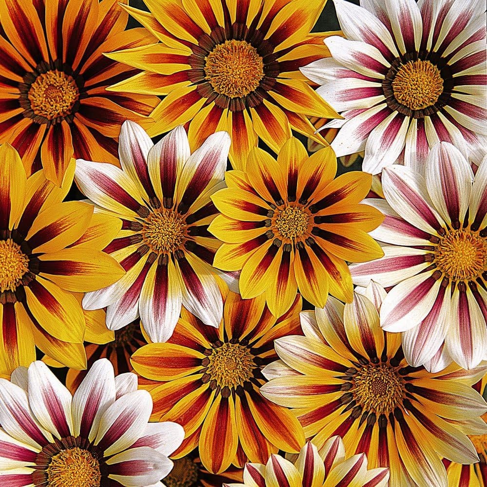 Thompson and Morgan Bedding Collection Garden Ready Plant 60 Pack Image 5