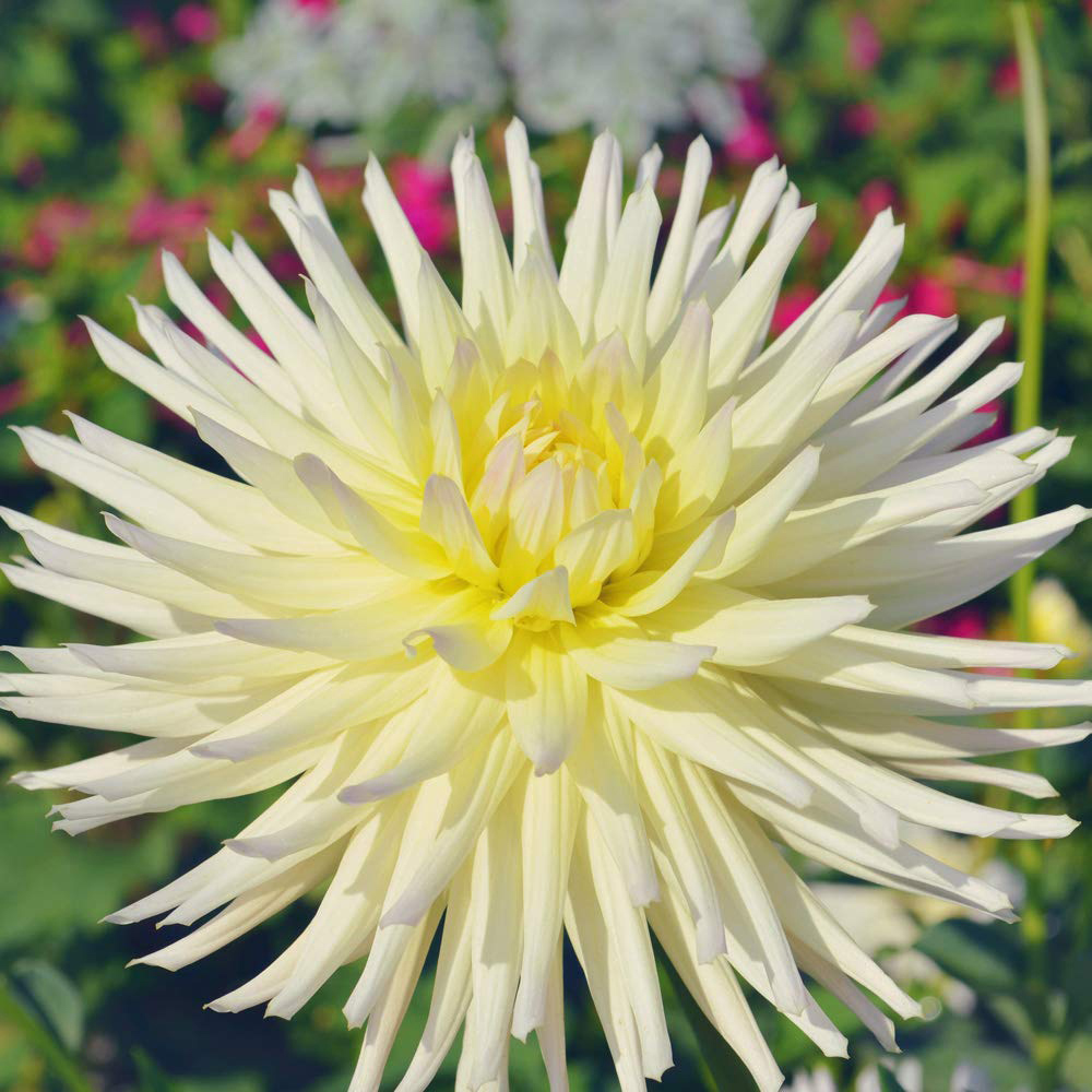 Thompson & Morgan Dahlia Yellow Star Tuber Image