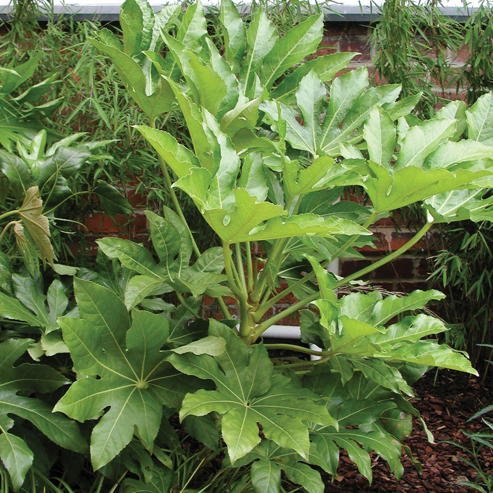 YouGarden Fatsia Japonica Plant Pot Image 1