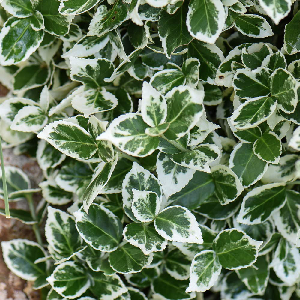 Thompson and Morgan Euonymus Emerald Gaiety Potted Plant 9cm Image 3