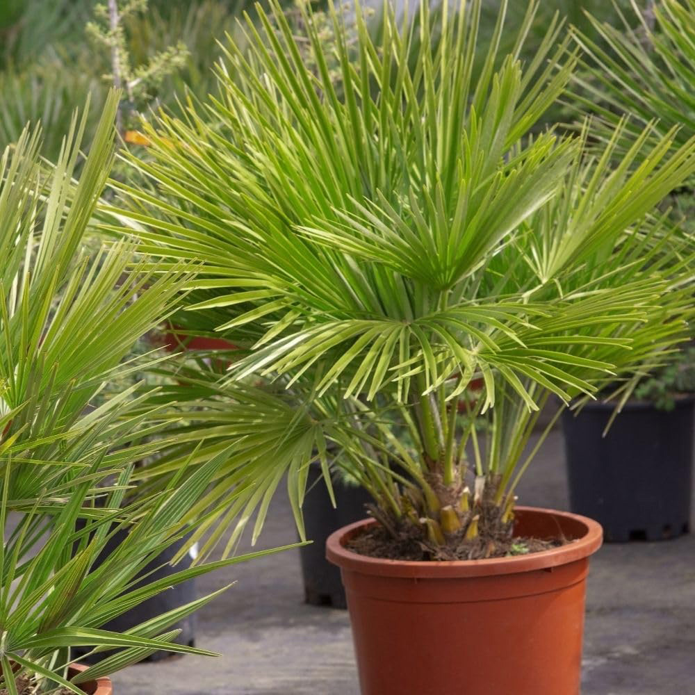 Thompson and Morgan Chamaerops Humilis Vulcano Plant Pot 22cm 2 Pack Image 3