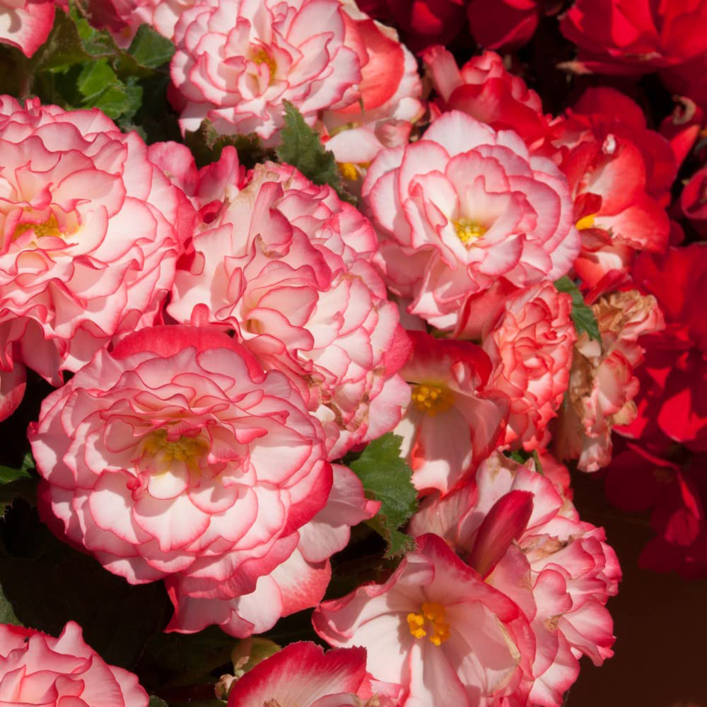 Thompson and Morgan Begonia Nonstop Petticoat Garden Ready Plant 30 Pack Image 2