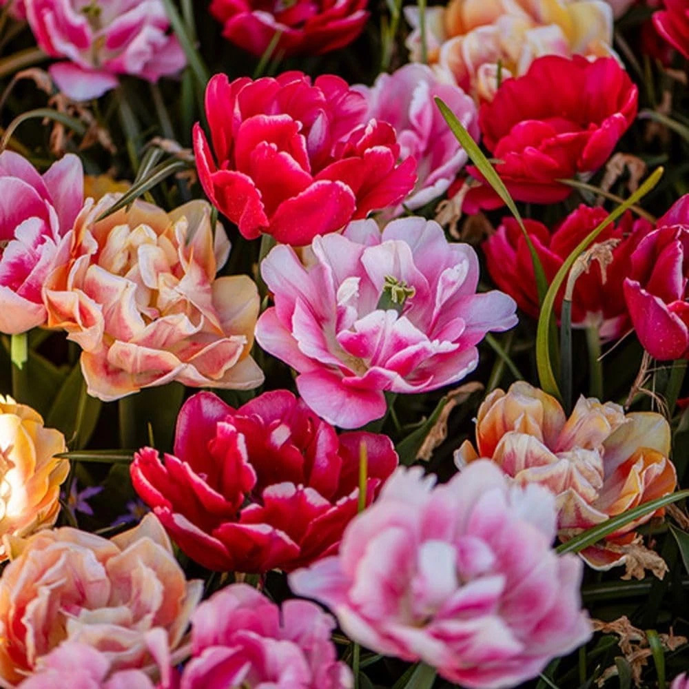 Thompson and Morgan Tulip Foxtrot Collection Planting Bulb 18 Pack Image 3