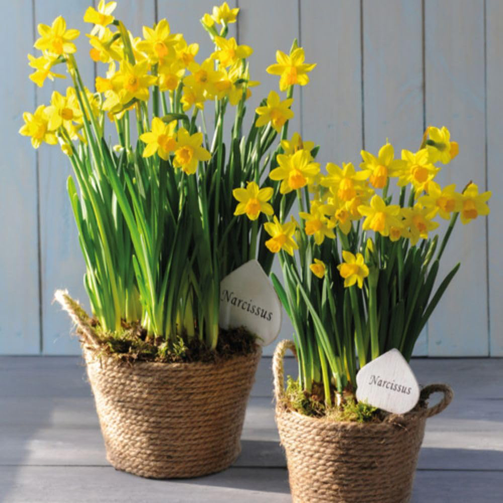 Thompson and Morgan Christmas Gift Narcissus Flower Basket 14cm Image 5