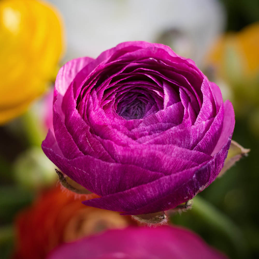 YouGarden Ranunculus Mixed Planting Blubs 150 Pack Image 3