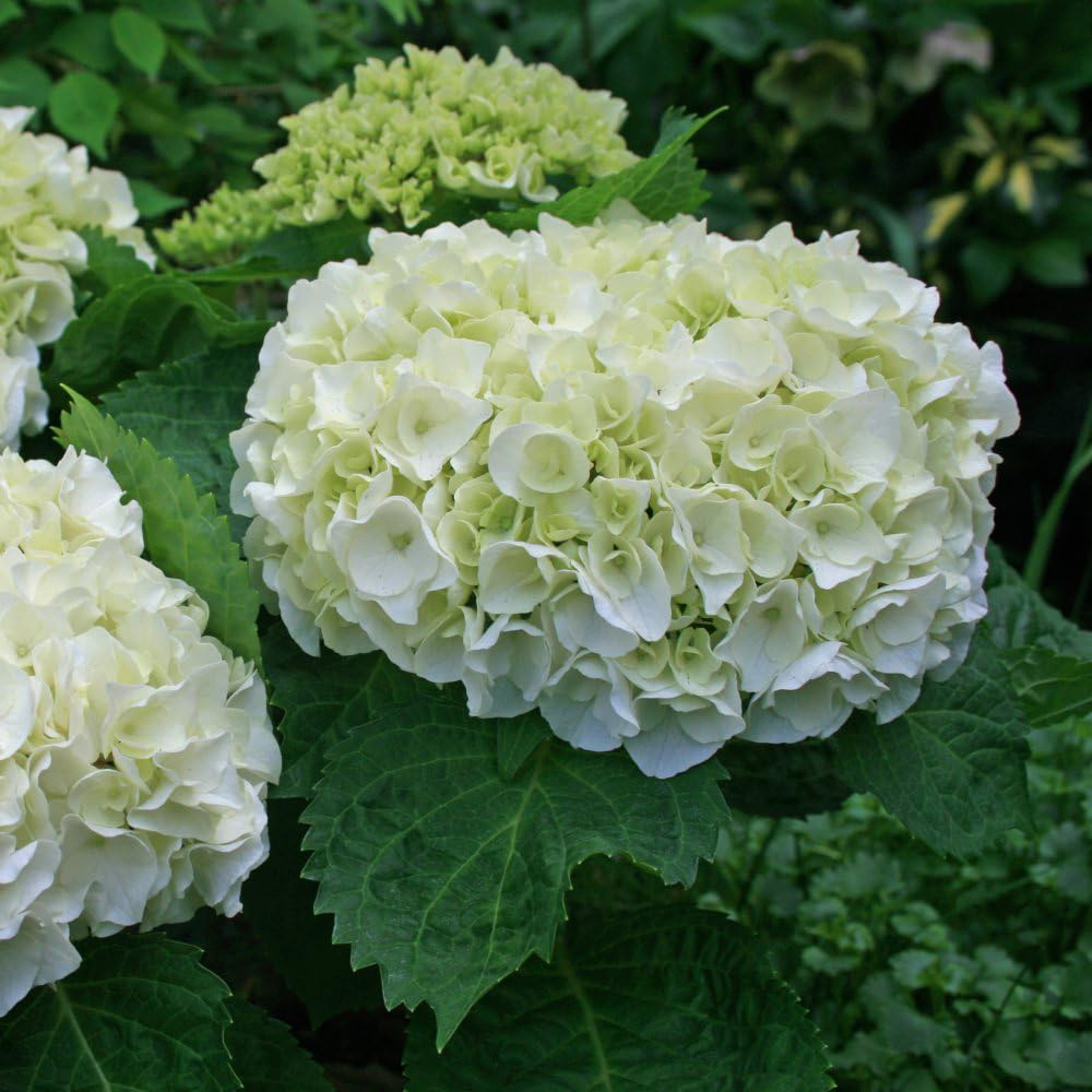 Thompson & Morgan Hydrangea Wudu Plant Pot 10.5cm 2 Pack Image 4