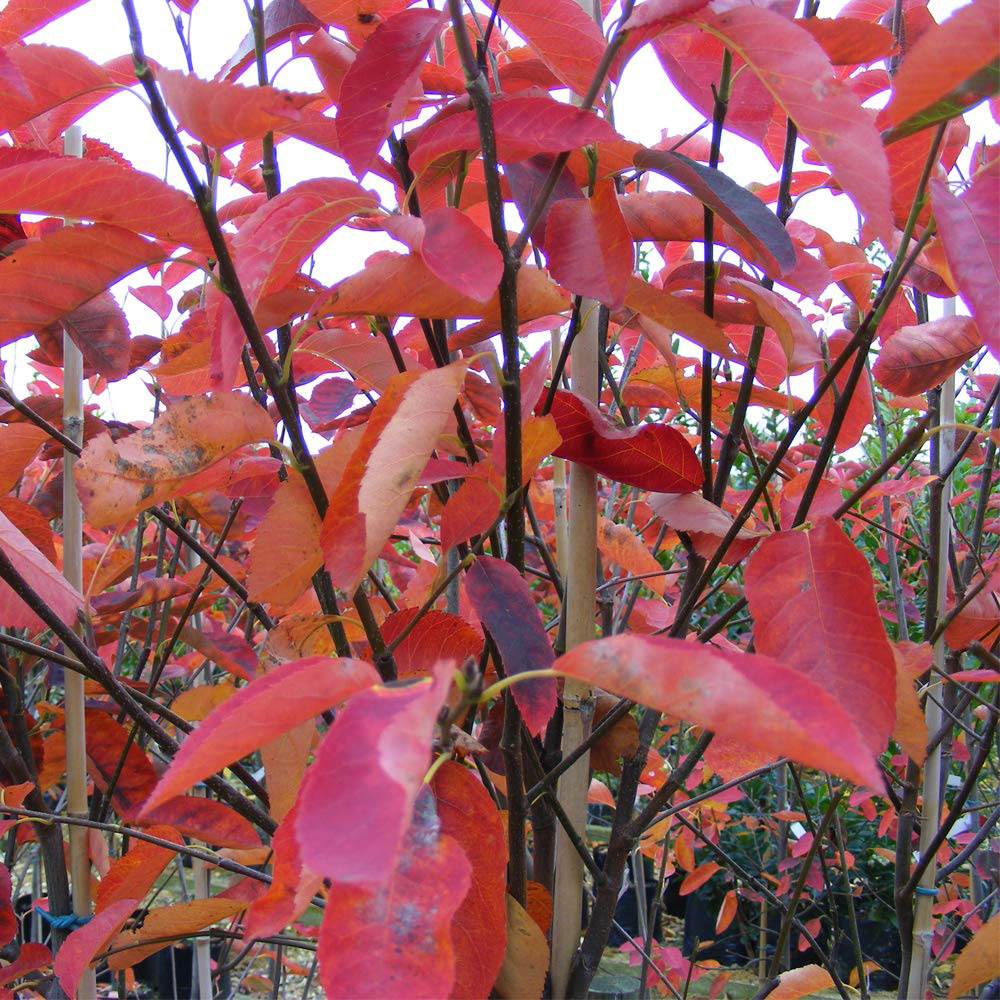 Thompson and Morgan Amelanchier Juneberry Canadensis Plant Pot 3L Image 3