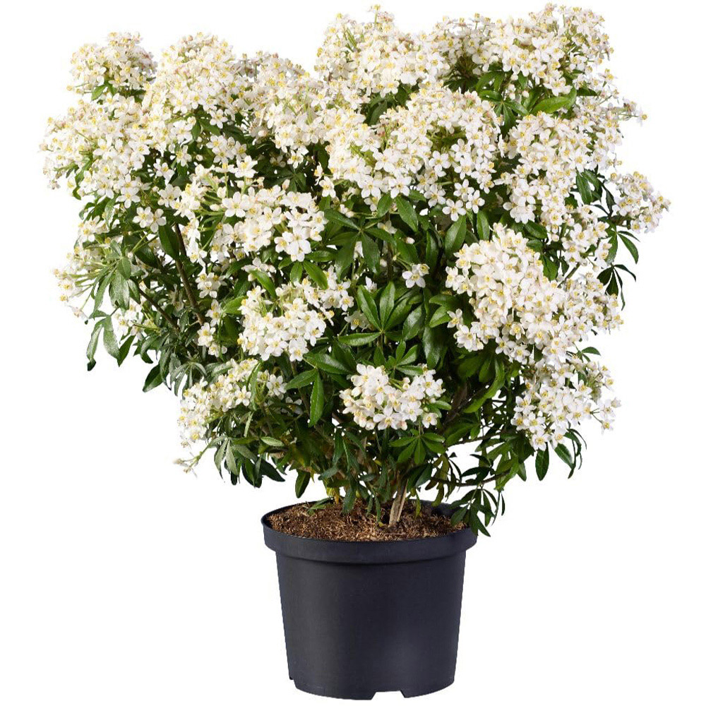Thompson and Morgan Choisya and Dewitteana Greenfingers Plant Pot 7.5L Image 2