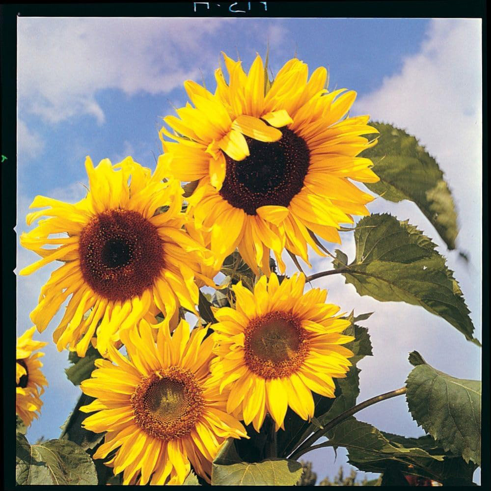Thompson & Morgan Sunflower Helianthus Annuus Russian Giant 45 Seeds Packet Image 3