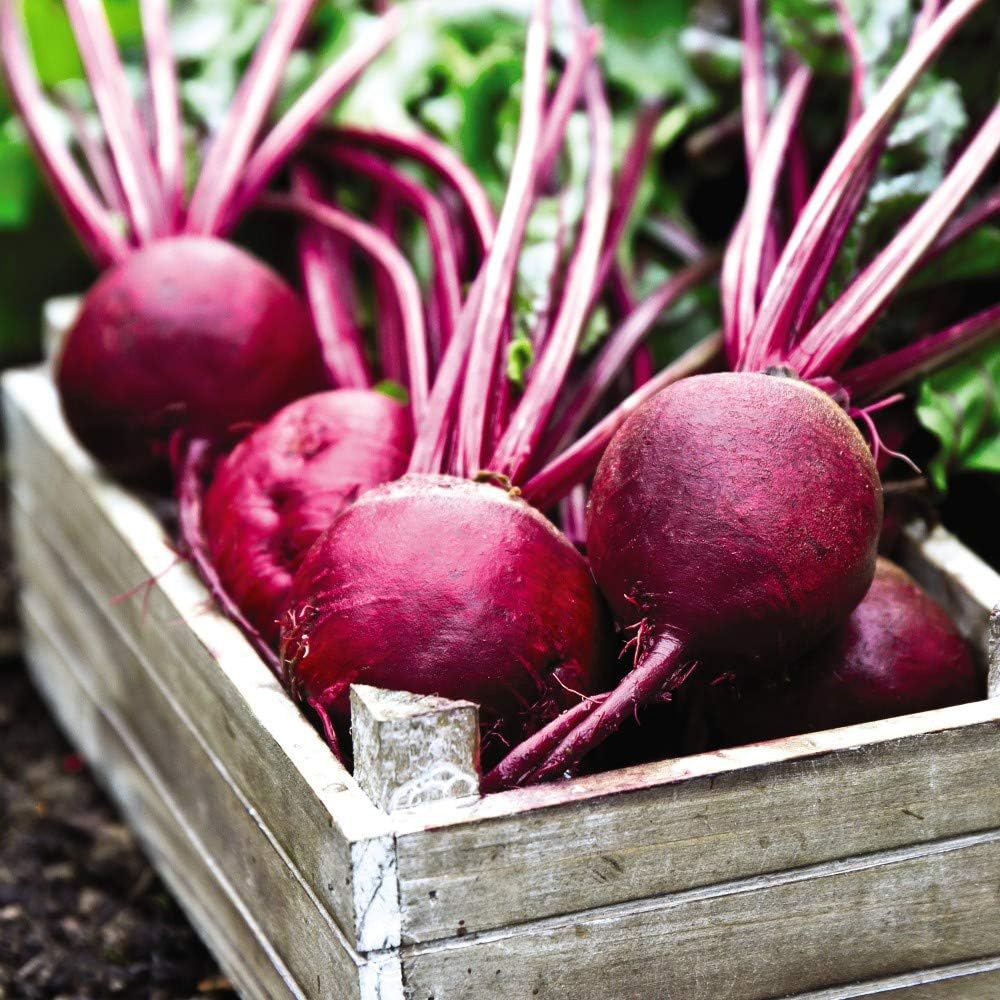 Thompson & Morgan Beetroot Detroit 6 Rubidus 200 Seeds Packet Image