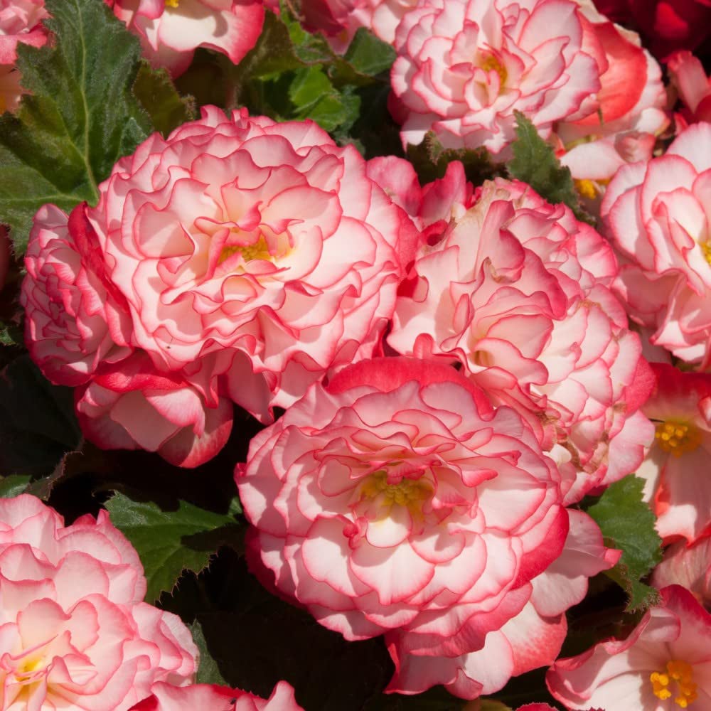 Thompson and Morgan Begonia Nonstop Petticoat Garden Ready Plant 30 Pack Image 1