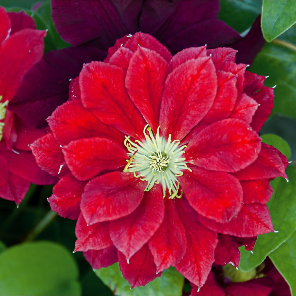 Thompson and Morgan Clematis Charmaine Plant Pot 7cm Image 2