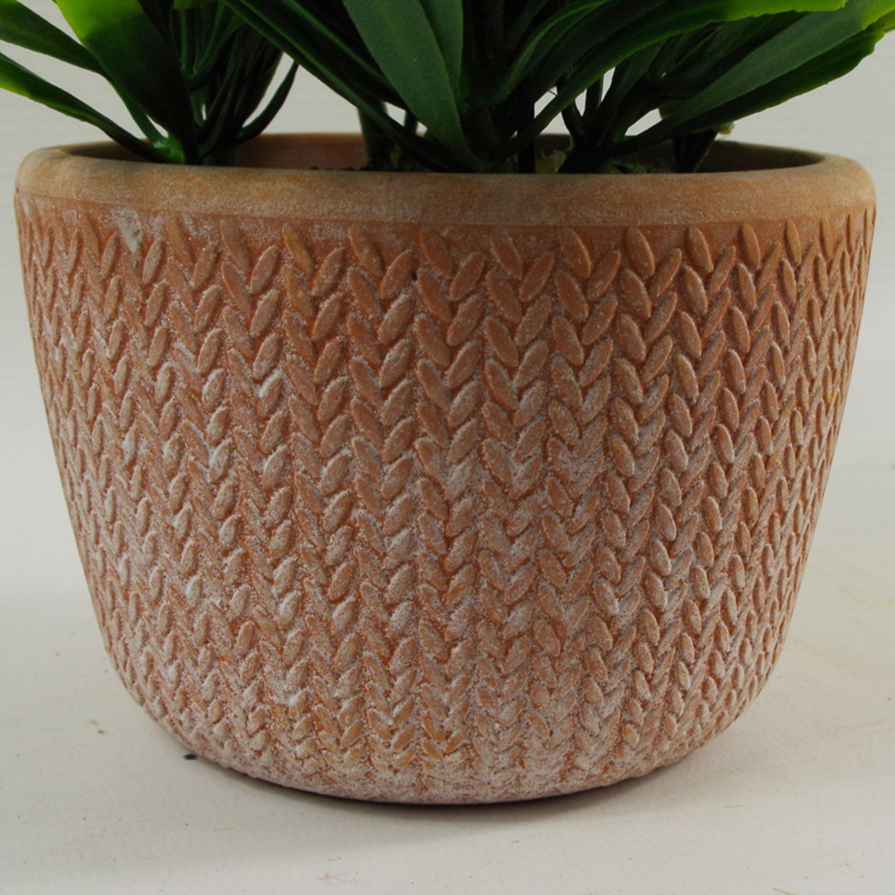 Leaf Dark Green Honey Plant in Terracotta Pot 22cm Image 3