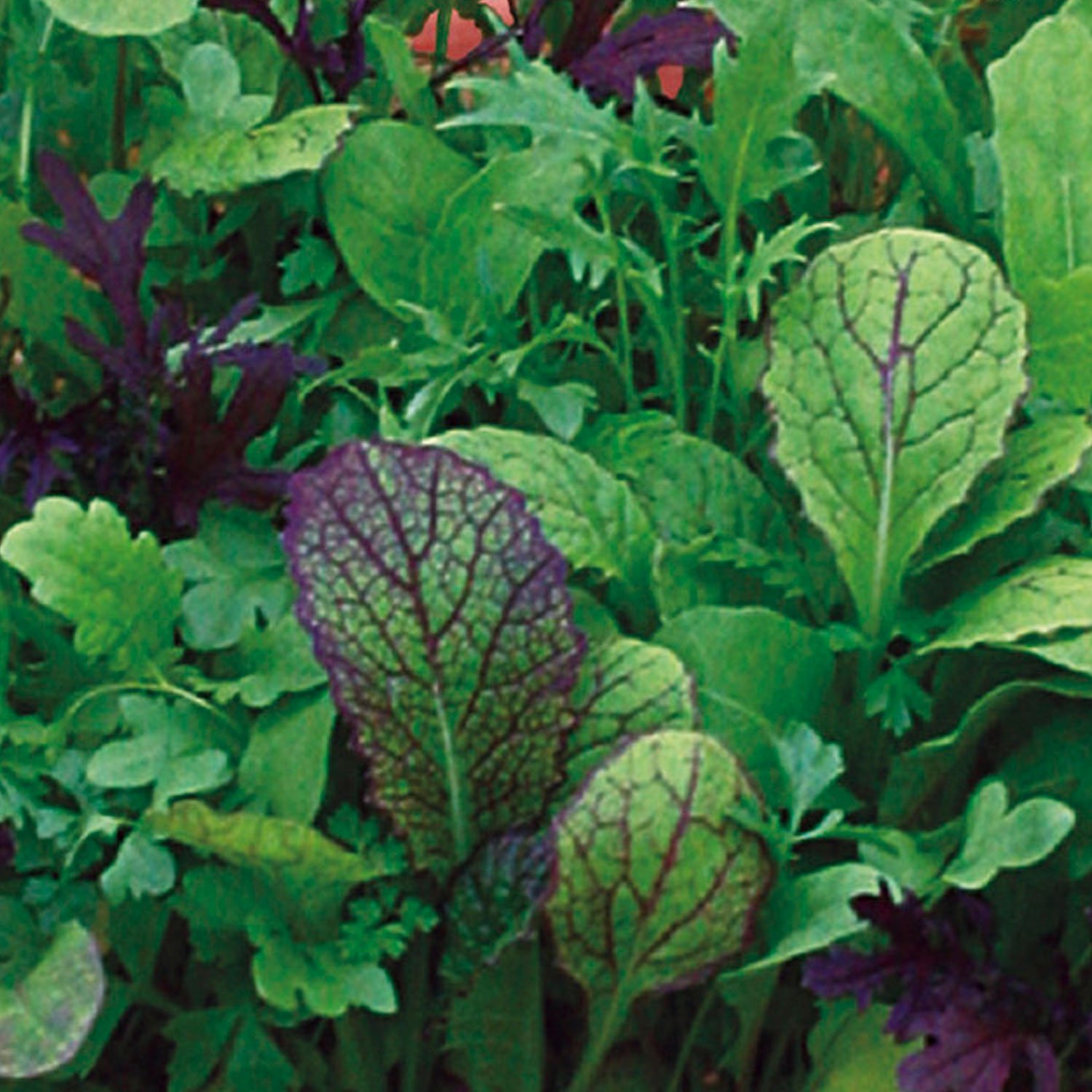 Johnsons Mixed Spicy Salad Leaves Seeds Image 1