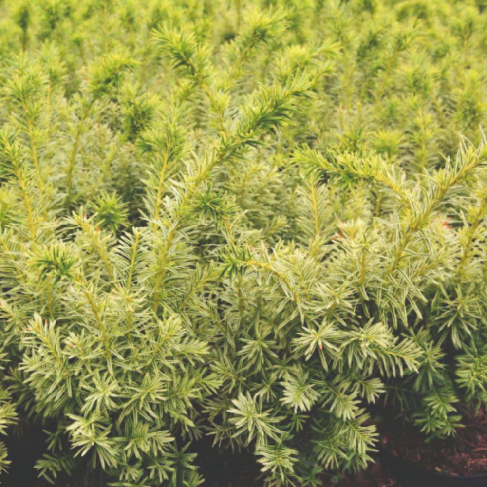 Thompson and Morgan Taxus Cuspidata Dwarf Bright Gold Plant Pot 2L Image