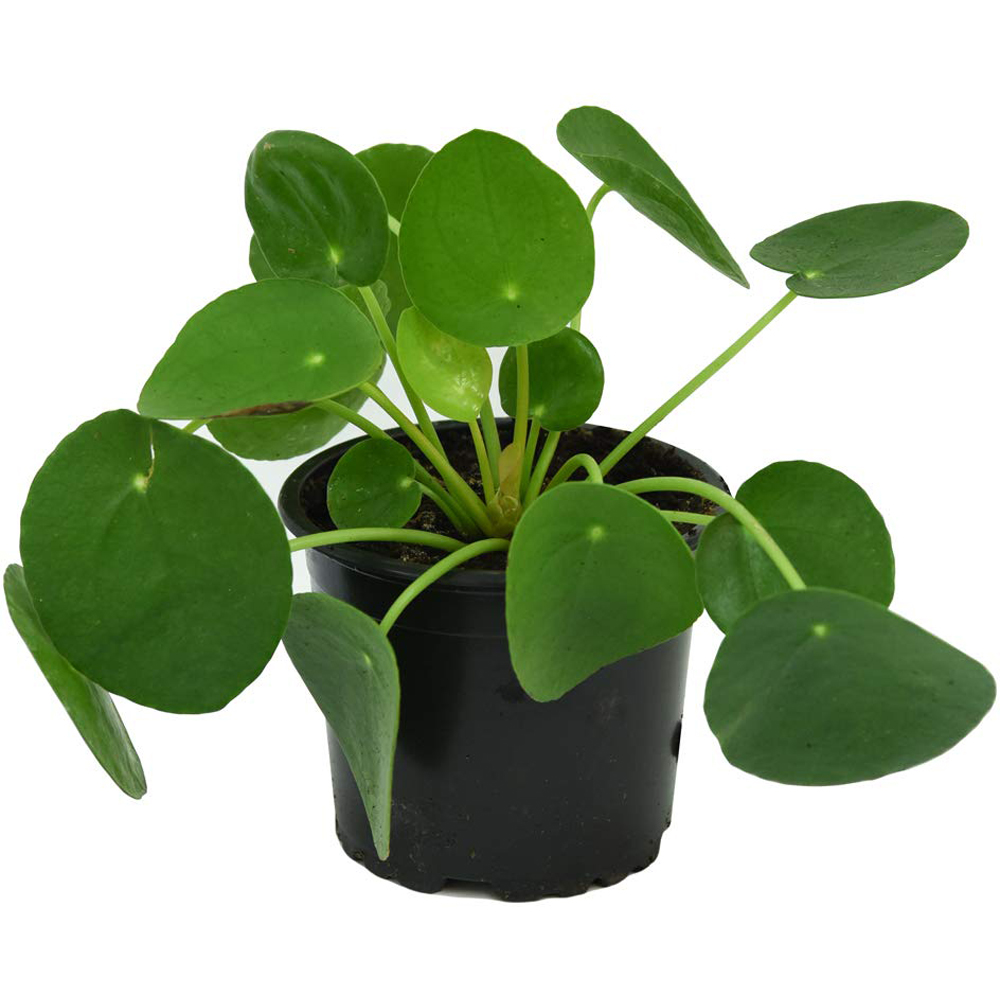 Thompson & Morgan Pilea Peperomioides Chinese Money Plant Potted Plant 11cm Image 2