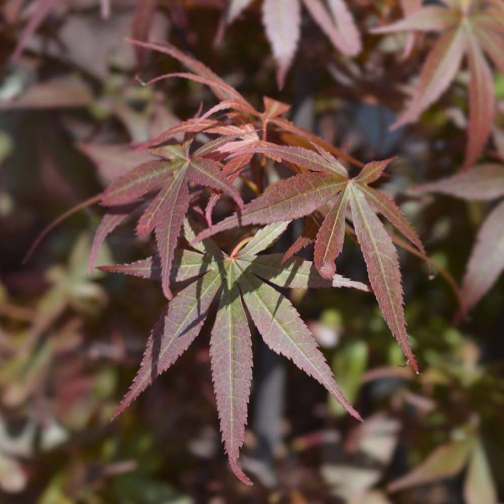 Thompson & Morgan Acer Palmatum Skeeters Broom Plant Pot 4L Image 1
