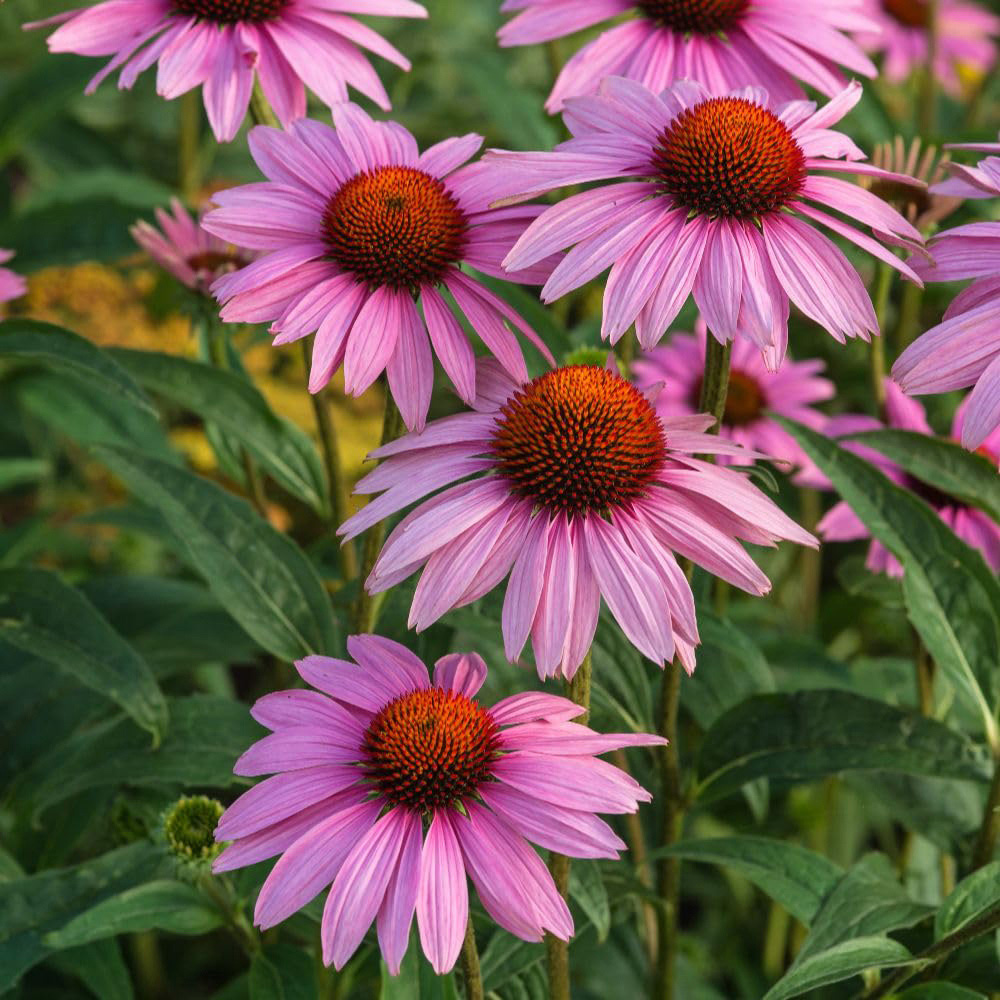 Thompson and Morgan Echinacea Purpurea Rubinstern Plant Pot 9cm 2 Pack Image 1