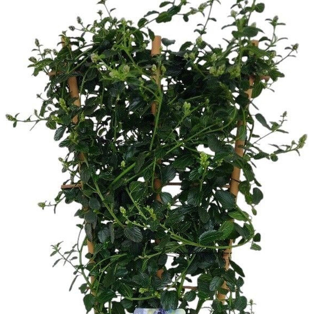 Ceanothus Thyrsiflorus Repens Plant on Trellis Image 3