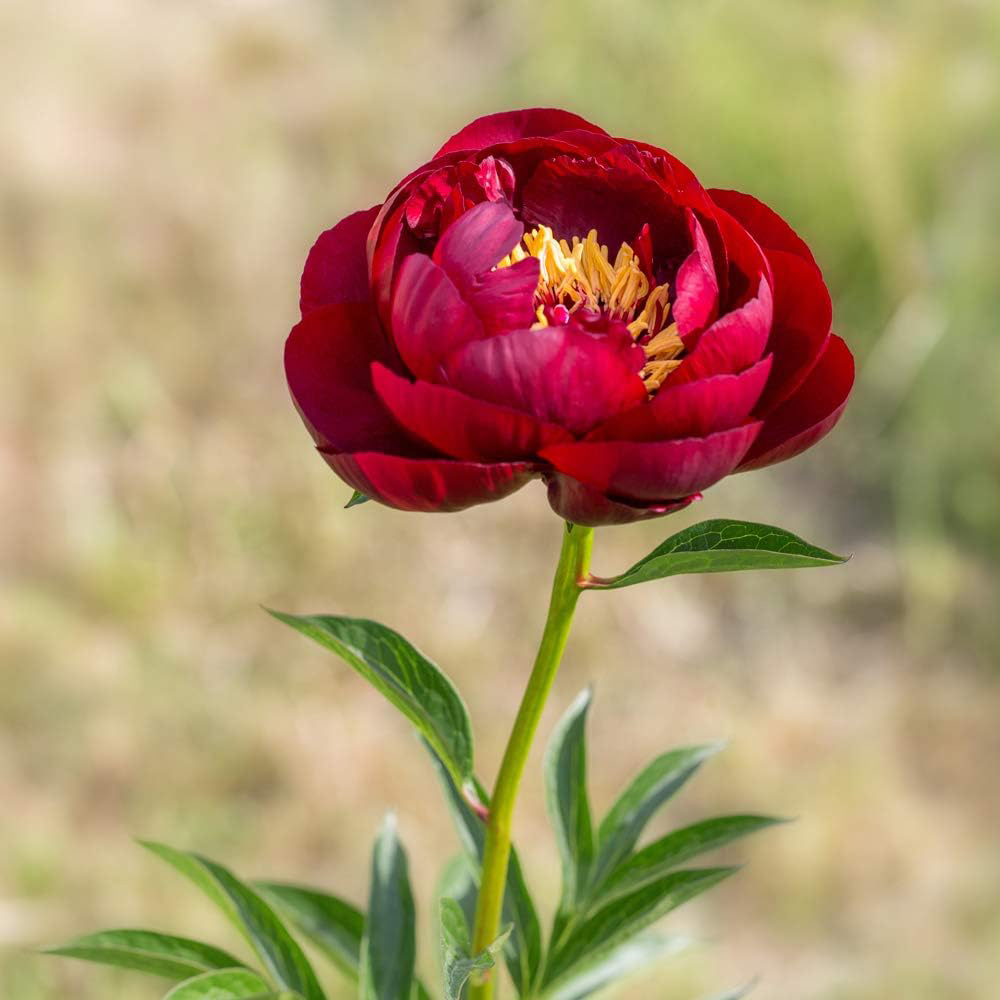 Thompson and Morgan Peony Buckeye Belle Bare Roots 4 Pack Image 2