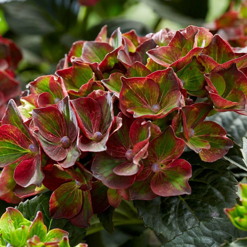 Thompson and Morgan Hydrangea Black Knight Plant Pot 2L 2 Pack Image 1