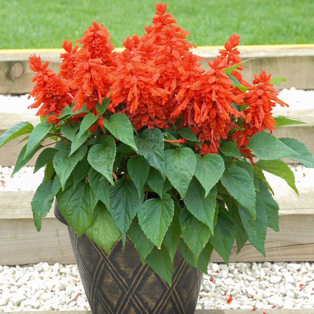 Thompson and Morgan Salvia Blaze of Fire Garden Ready Plant 15 Pack Image 4