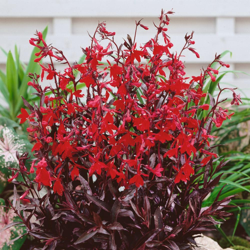 Thompson and Morgan Lobelia Cardinalis Plant Pot 9cm 2 Pack Image 4