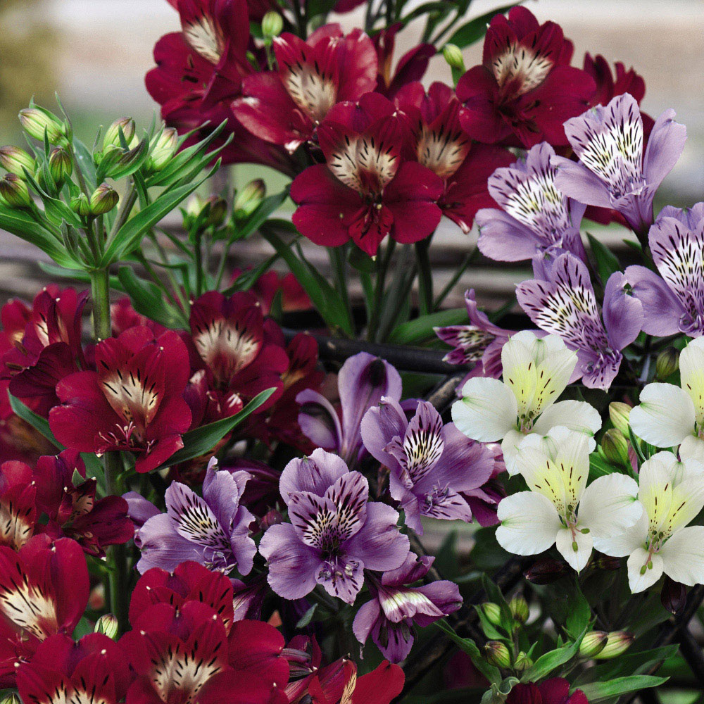Thompson and Morgan Alstroemeria Tree Everest Mix Jumbo Plugs 6 Pack Image 1