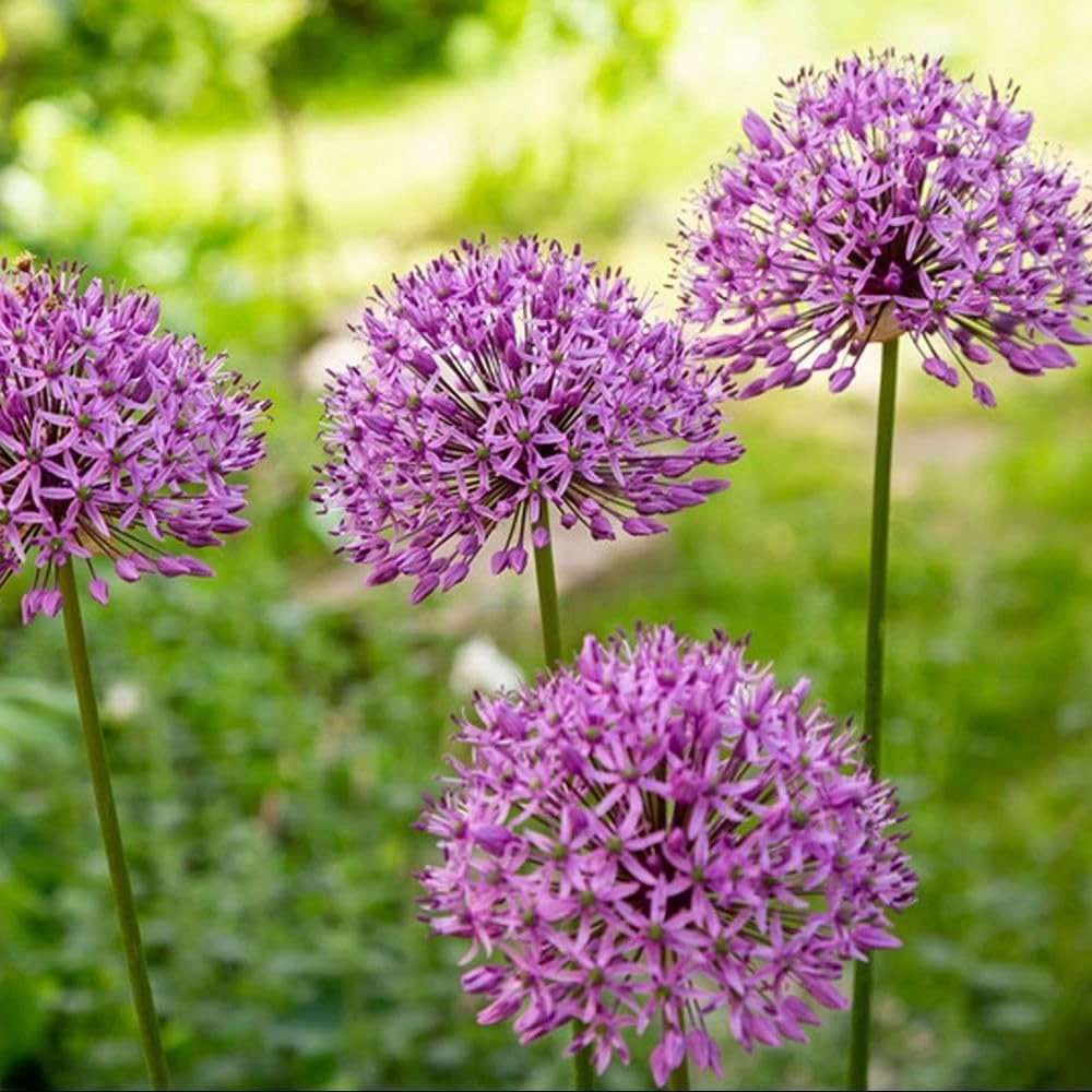 Thompson and Morgan Allium Rosy Dream Planting Bulb 6 Pack Image 1