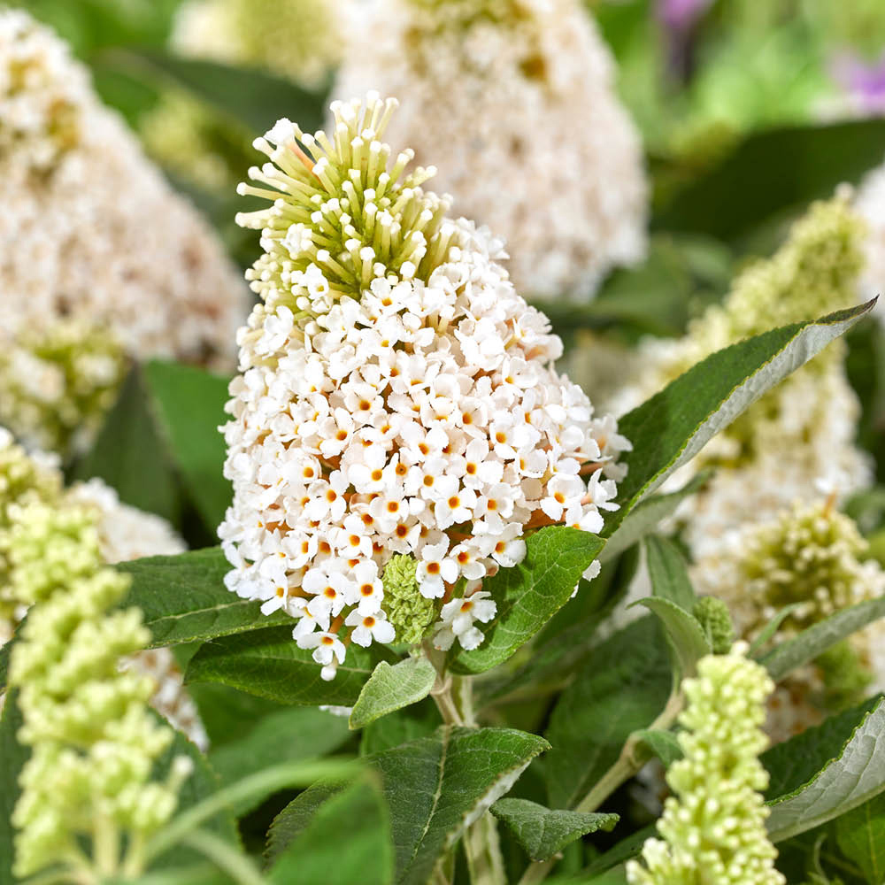 YouGarden Buddleia Little Rock Stars Collection Plant Pot 9cm 3 Pack Image 3