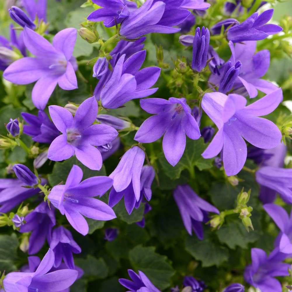 Thompson and Morgan Nurserymans Choice Perennial Cottage Garden Plant Pot 9cm x 9 Image 4