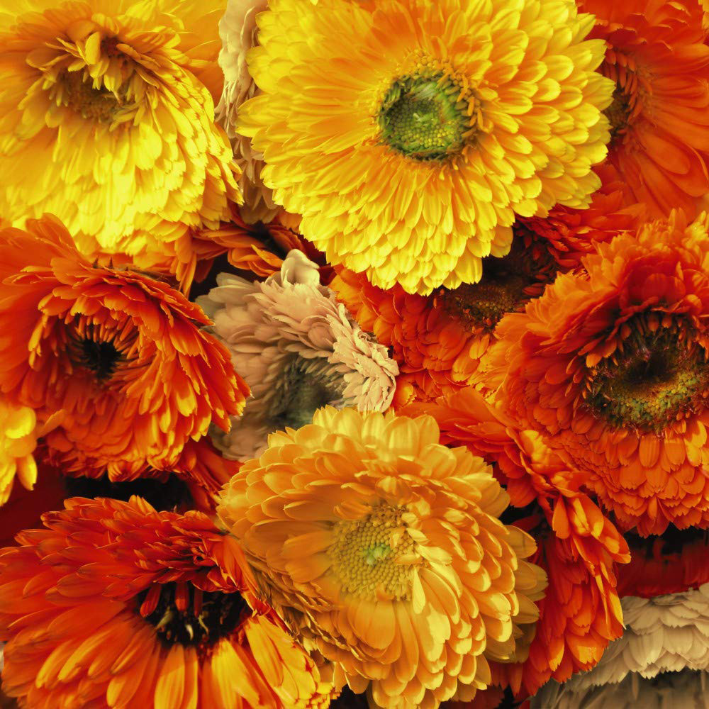 Thompson and Morgan Calendula Art Shades Mixed Seeds Image 1