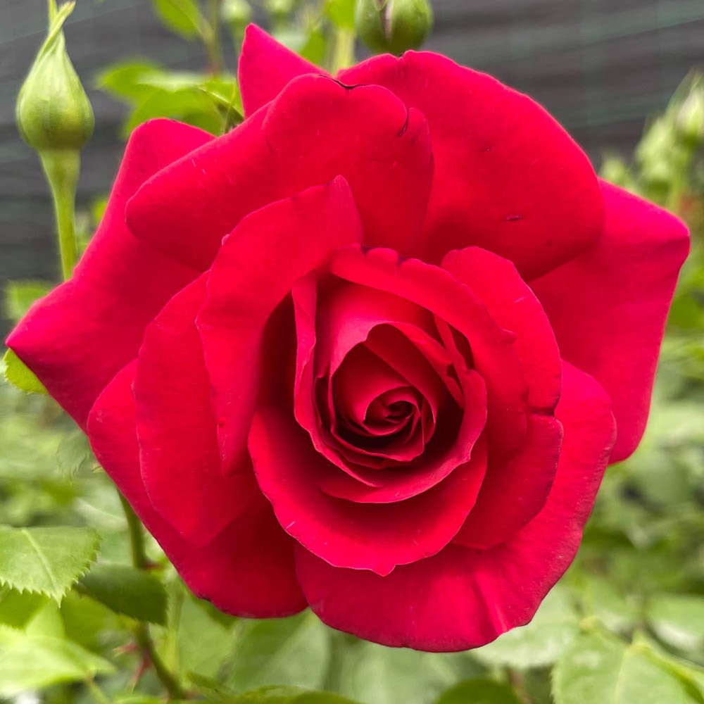 YouGarden Rose Climbing Collection Plant in Pot 4.5L 2 Pack Image 3