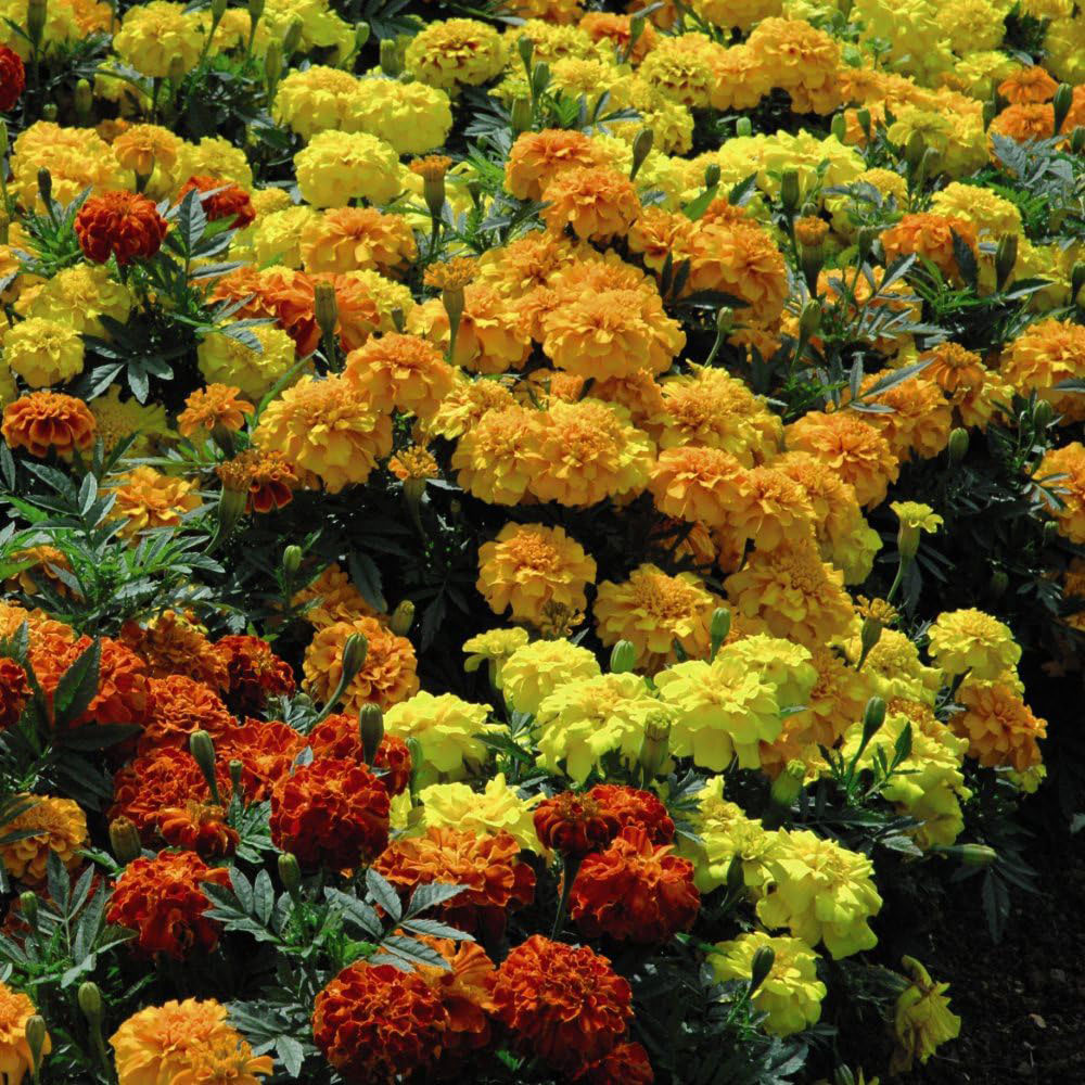 Thompson and Morgan Bedding Collection Garden Ready Plants 120 Pack Image 2