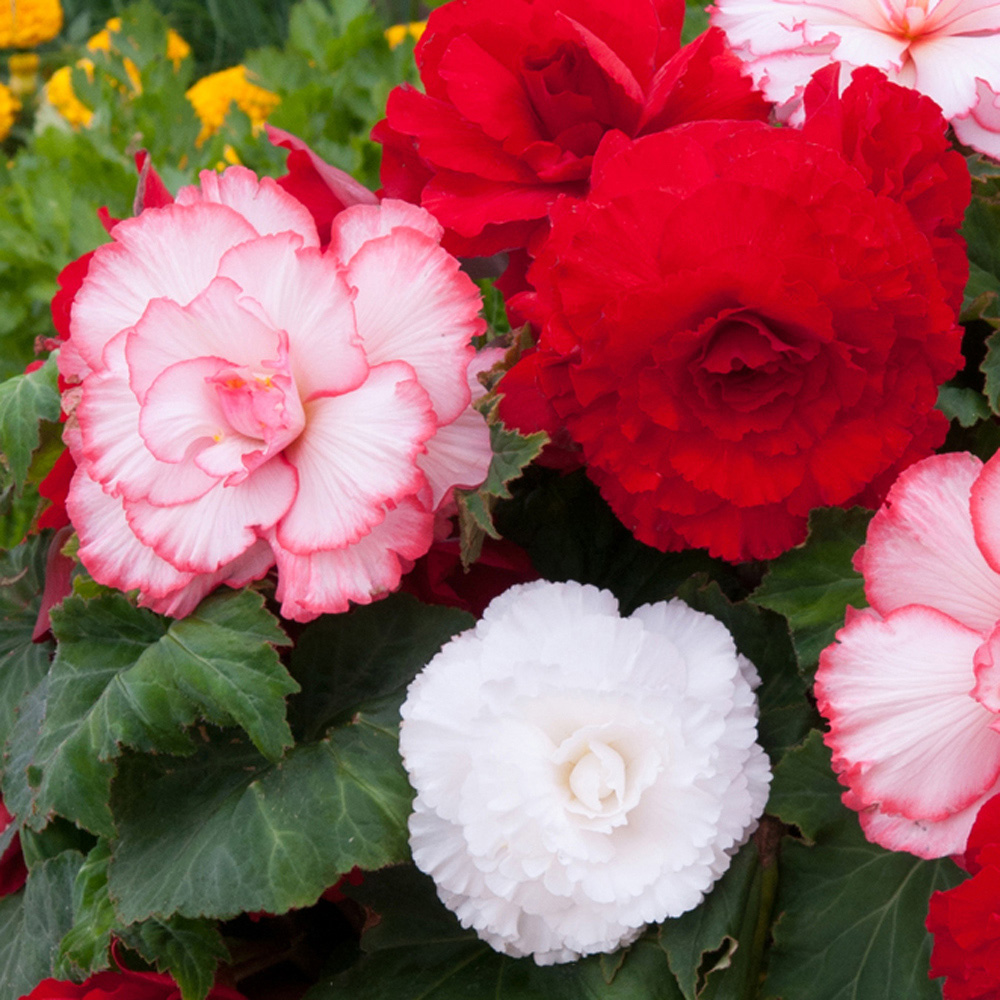 YouGarden Begonia Majestic Romance Plug Plant 24 Pack Image 1