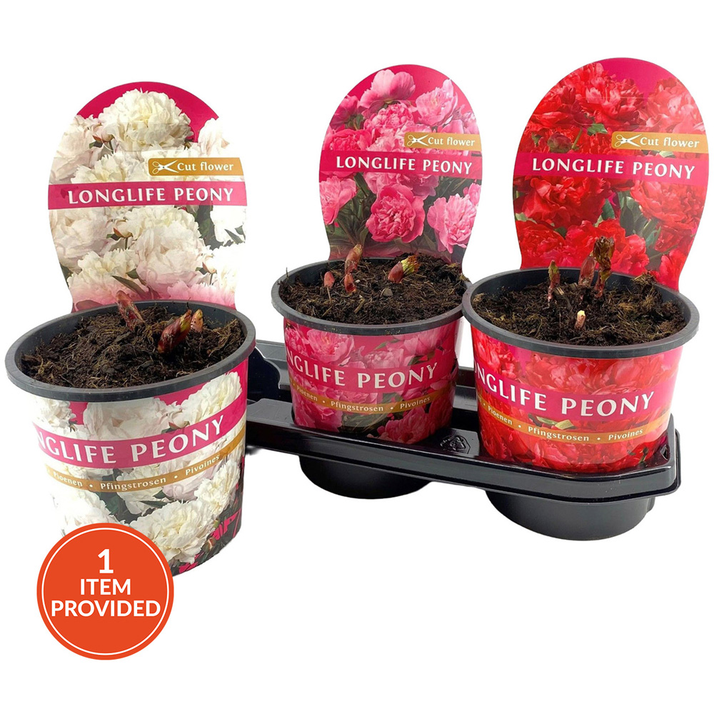 Longlife Peonies in Pot Image 1