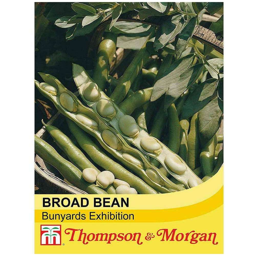 Thompson and Morgan Broad Bean Bunyards Exhibition Seeds Image 2