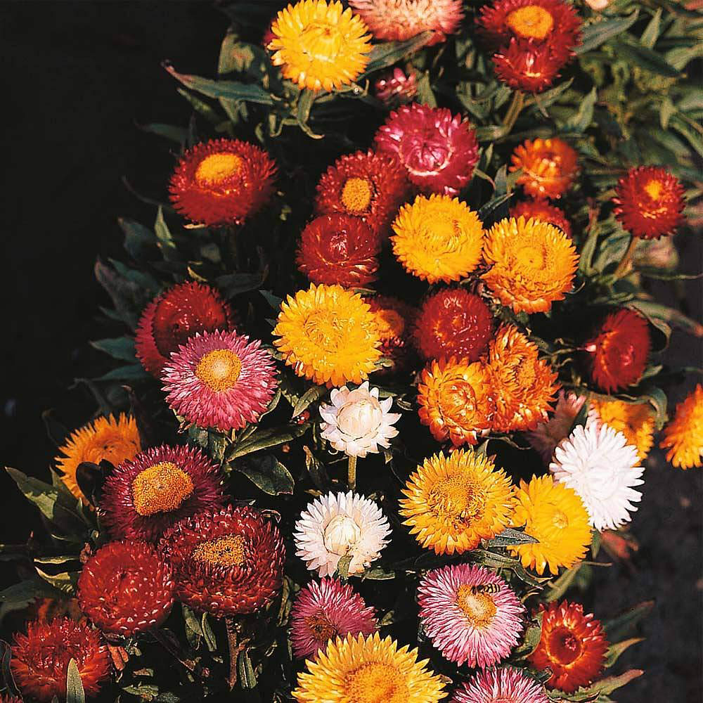 Thompson & Morgan Helichrysum Monstrosum Bright Bikini Mixed Seed Packet Image