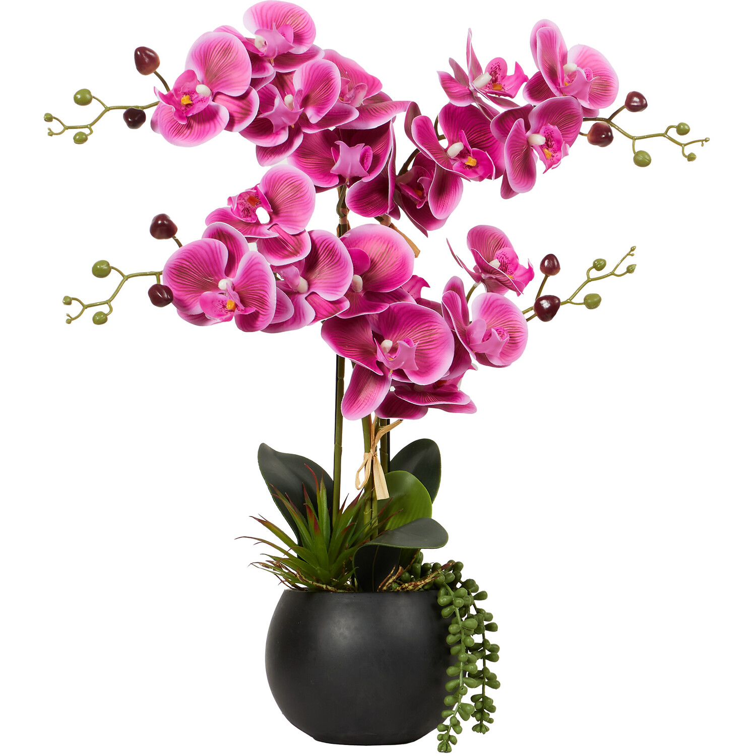 Pink Orchid in Black Pot with Succulent - Pink Image 1