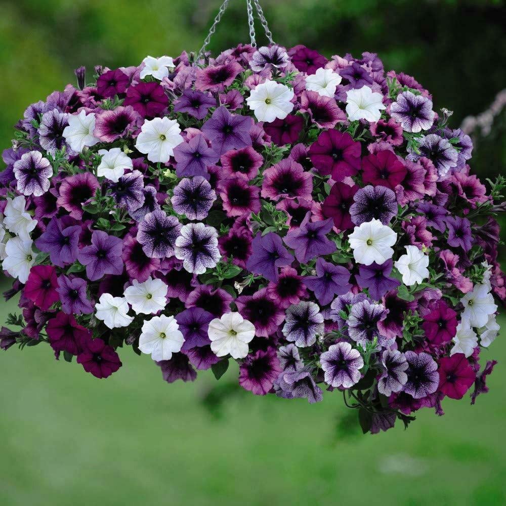 Thompson and Morgan Nurserymans Choice Hanging Basket Mixed Postiplugs 10 Pack Image 3