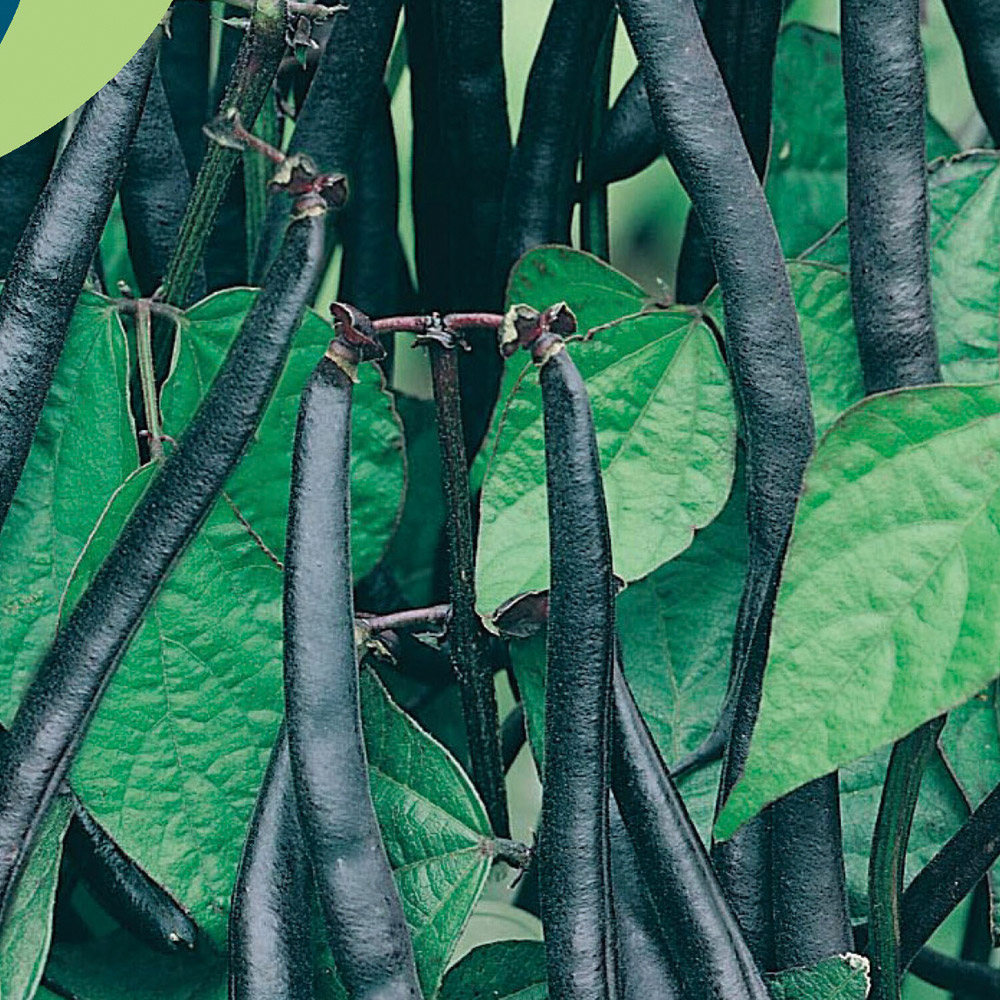 Dwarf French Bean Purple Variety Seeds Image 2