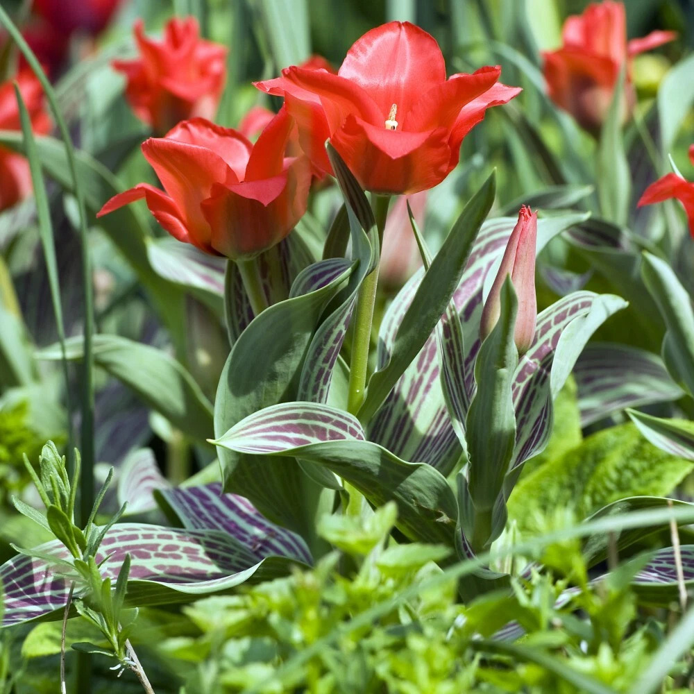 Thompson and Morgan Tulip Red Riding Hood Planting Bulb 16 Pack Image 2