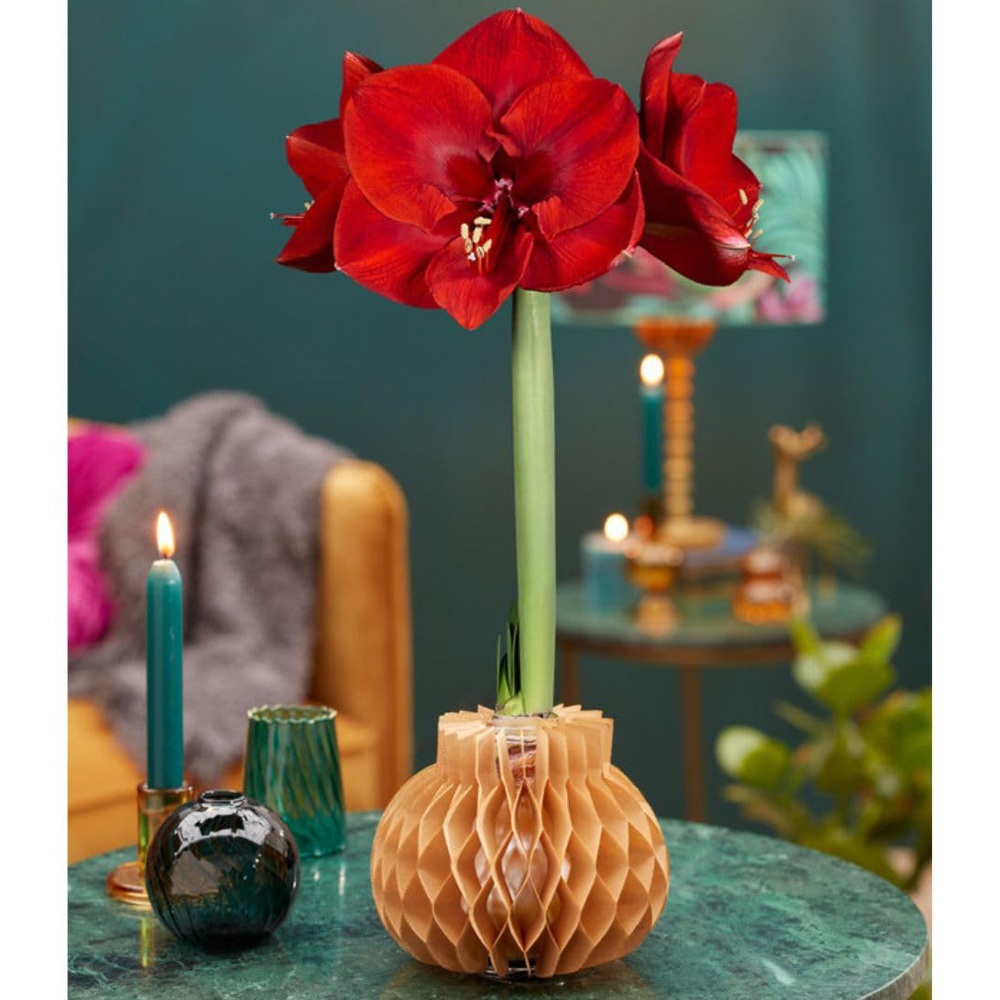 Thompson and Morgan Red Amaryllis Jolie Planting Bulb in Mix Sleeve 3 Pack Image 6